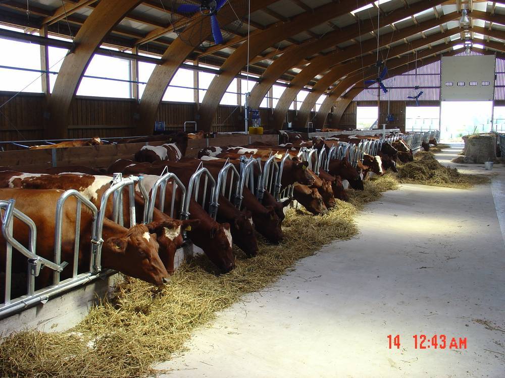 Završeni objekt u funkciji – Farma muznih krava Klisa